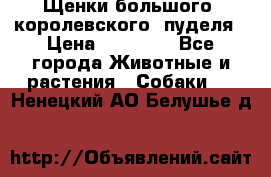 Щенки большого (королевского) пуделя › Цена ­ 25 000 - Все города Животные и растения » Собаки   . Ненецкий АО,Белушье д.